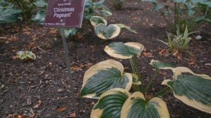 Экскурсия по Аптекарскому огороду от Алексея Ретеюма