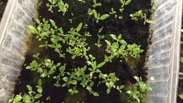 05.12.21. эустома еще пара экспериментов.