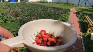 Клубника 🍓