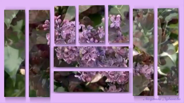 Модульное слайд шоу Сирень смотреть онлайн