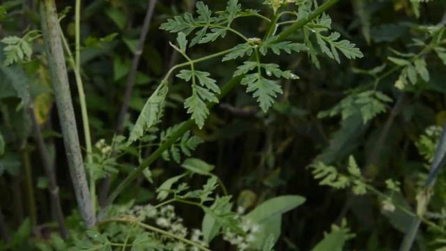 Болиголов - ценное ядовитое растение смотреть онлайн