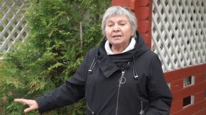 Уход За Туями и Можжевельниками Осенью ? Если туя Желтеет ?  Советы От Хитсад ТВ