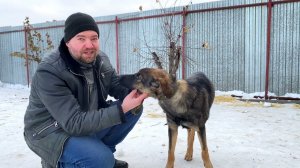 волонтёрские собаки из Стерлитамака