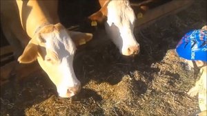 Молочная ферма в Германии - ломаем стереотипы | Олд Макдональд