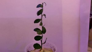 Пальчиковый лайм(Citrus australasica)Микроцитрус Австралийский РОССО!