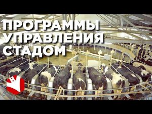 Программа управления стадом | Контроль кормления коров | Молочное скотоводство