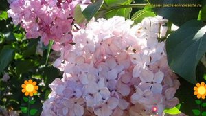 Сирень обыкновенная Гортензия. Краткий обзор, описание характеристик syringa vulgaris Gortenzija