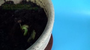 Манго. Как вырастить манго из косточки.