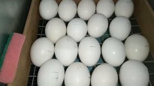 Наклев яйца мускусных уток на 36 день