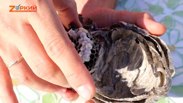 Срезали ОСИНОЕ гнездо с крыльца, а там вовсе не мёд смотреть онлайн