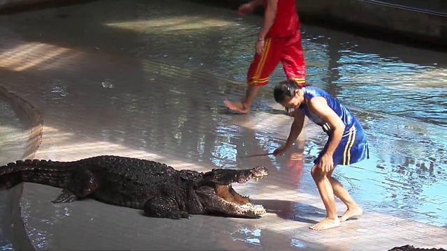 Шоу Крокодилов. Таиланд. Паттайя. Тигровый зоопарк Сирача (Siracha Tiger Zoo)