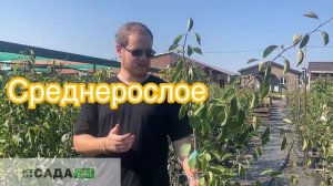 Обзор на сорт груши Духмянная описание и характеристика