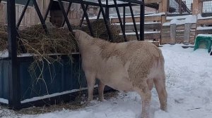 Белый Дорпер в Удмуртии! Пришла зима! / White Dorper in Udmurtia! Winter has come!