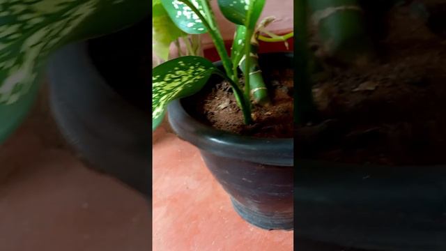 Lucky plants | Trending plants 2022 | My Baby Aglaonema | Aglaonema Plants Varieties | Indoor plant