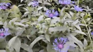 Василек многолетний - в чем опасность. дружите правильно!