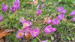 Безвременник / Осенник / Колхикум / Colchicum / Autumn crocus