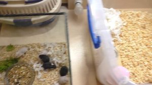 ПЕРВАЯ УБОРКА В КЛЕТКЕ ХОМЯЧАТ / ПЕРВЫЙ БЕГ В КОЛЕСЕ / Alisa Easy Pets