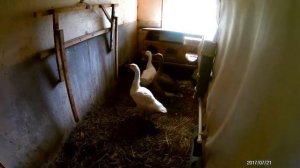 Гусята два месяца,серый и линда.