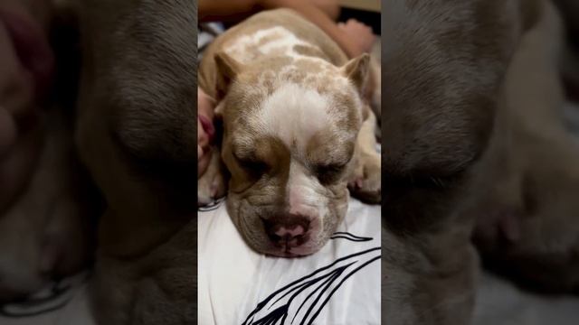 Милота. Американский булли Мира 5 месяцев и Эвита. Сладкий сон