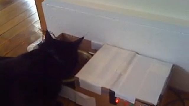 автоматика для кормления котов смотреть онлайн