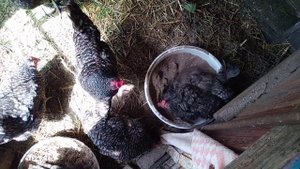 Как повысить здоровье кур-несушек.(Зола и речной песок для кур-несушек)