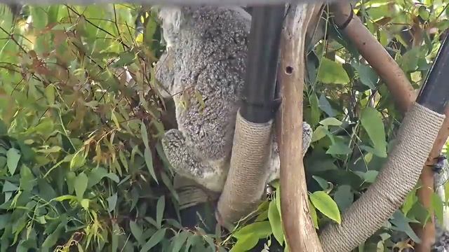 Жизнь коалы на дереве.Кoala on a tree. смотреть онлайн
