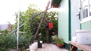 Внекорневая подкормка золой.Удобрения и подкормки.Зола для растений.Подкормка винограда золой.