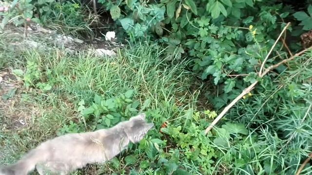 Галушка и Тигровый Уж смотреть онлайн