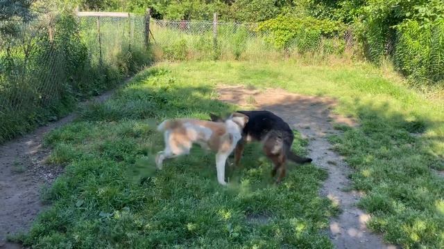 Средне-азиатская овчарка 6 месяцев Умка. Немецкая овчарка 10 месяцев Луна! Друзья на прогулке! смотреть онлайн