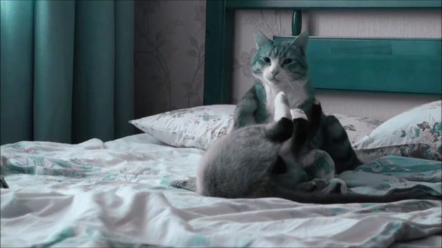 Мои коты | My cats смотреть онлайн