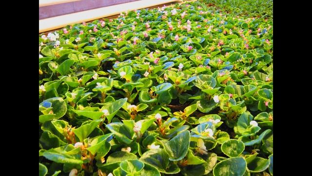 Преображение :: Прозрение смотреть онлайн