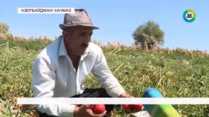 Фермеры в Азербайджане начали собирать популярный сорт помидоров «Султан»