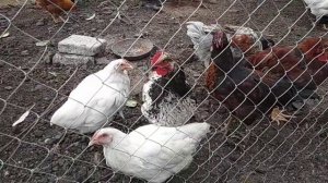 #Сарай для животных своими руками (часть 1), дешевое #утепление стен сарая