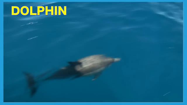 Learning 7 Real Sea Creatures | First Words Song #14 DOLPHIN | Matt Vs Crab Learn English Kids смотреть онлайн