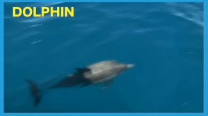 Learning 7 Real Sea Creatures | First Words Song #14 DOLPHIN | Matt Vs Crab Learn English Kids