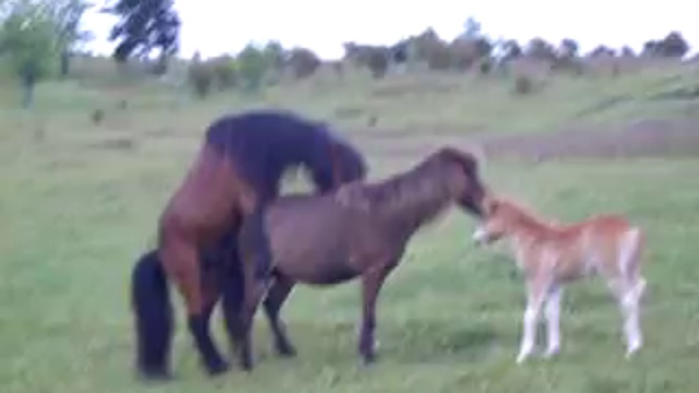 Grabsikis Horse At Sikişi