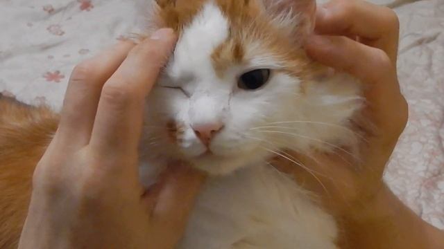 Котик кайфует! Гладим кота правильно! смотреть онлайн