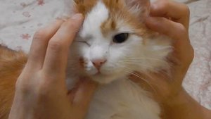Котик кайфует! Гладим кота правильно!