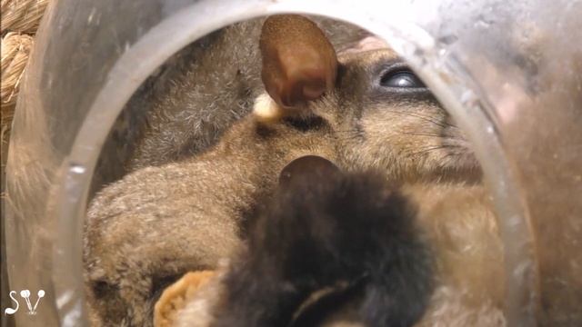 Sugar Glider. Eyes / Карликовая сумчатая летяга. Принудительная побудка