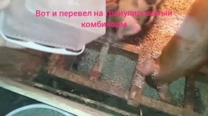 Как приучить поросят к сухому комбикорму!