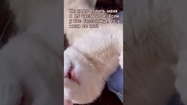 У меня нет бессонницы ! Не будите меня!