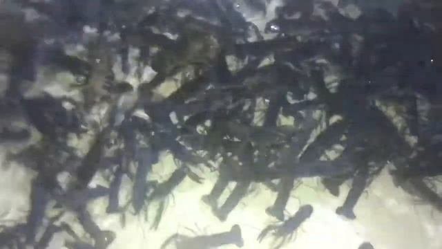 АкваПром: Австралийский Рак АККР , новый комфортный дом
