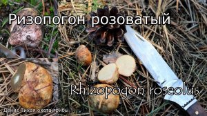 Гриб из порядка болетовые - Ризопогон розоватый | Rhizopogon roseolus