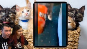 СМЕШНЫЕ КОТЯТА ИДУТ В ШКОЛУ в ЛАЙК и ТИКТОК #6! Коты и Собаки ЗАСМЕЙСЯ ЧЕЛЛЕНДЖ Funny Cats Валеришк