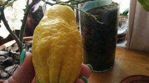 Цитрон "Рука Будды". Какой он на вкус?