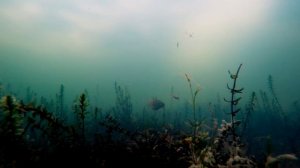 Ловля Ротана на Жерлицы Зимой. Рыбалка в Подмосковье