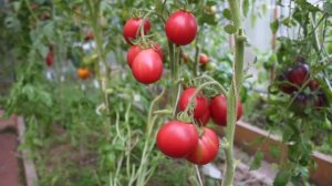 Сорт -"ТРЮФЕЛЬ МАЛИНОВЫЙ". Томаты от Фёдора.