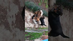 Собака мучает кошку