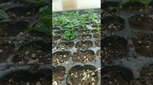 Секрет 100 процентного укоренения черенков метельчатых гортензий!!!