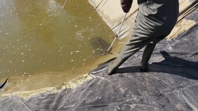 Очистка пруда из пленки своими руками. Часть 1. Откачиваем воду. Отлавливаем рыбу. Моем пленку.